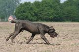 DOGUE ALLEMAND 460